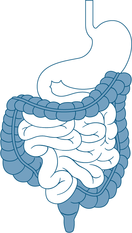 Short-term colon